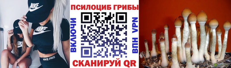 наркотики  Хадыженск  Псилоцибиновые грибы мухоморы 
